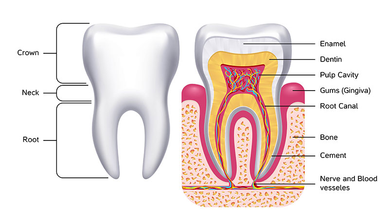اجزای تشکیل دهنده دندان