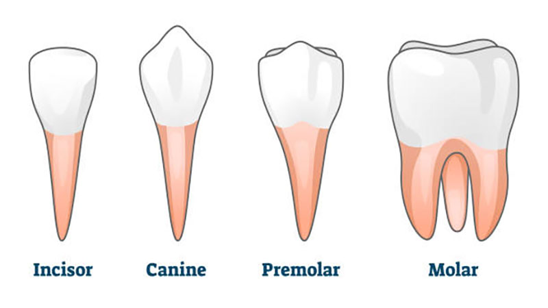 دندان های پرمولر